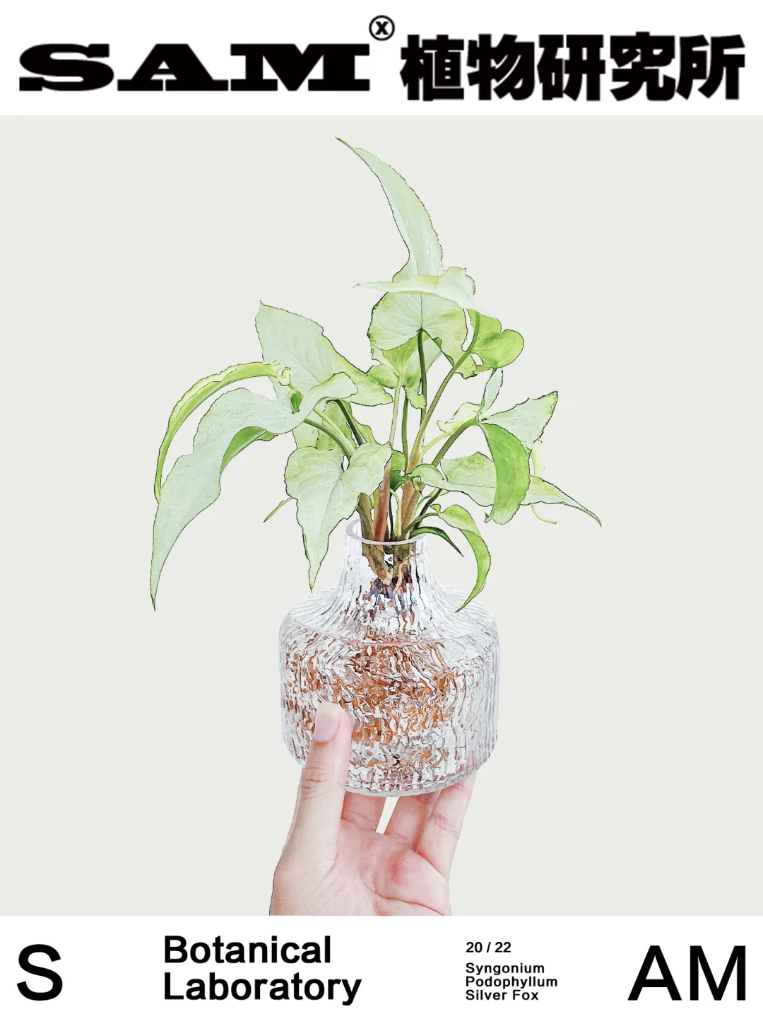 银狐｜Syngonium Podophyllum 'Silver Fox'