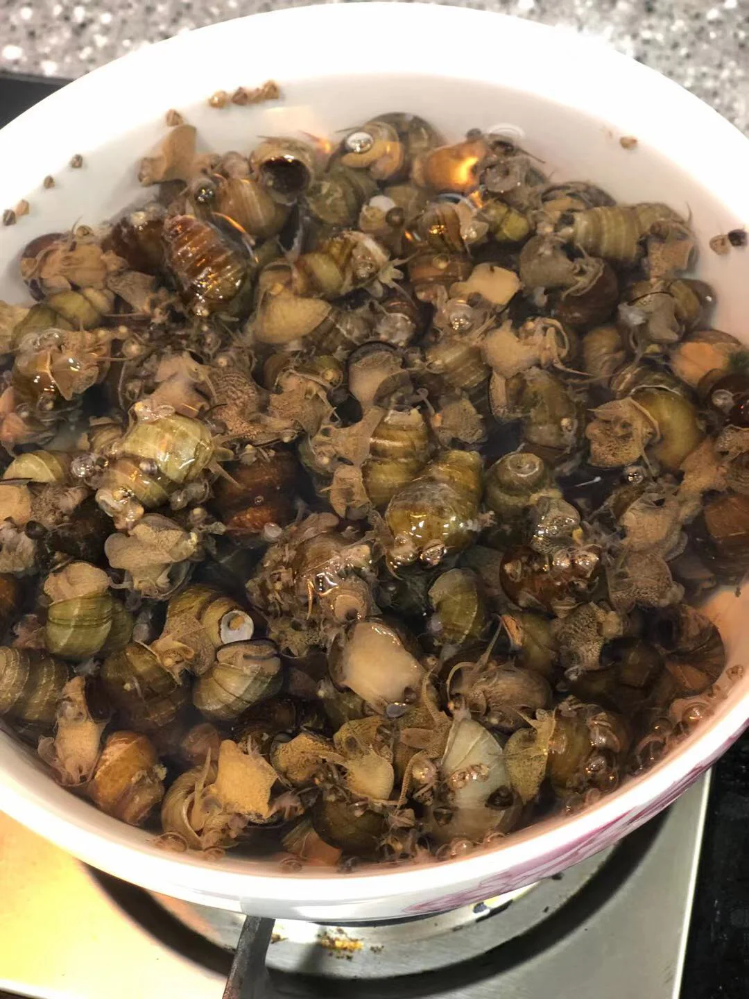 买的螺狮养了一夜生了这么多宝宝咋办呀