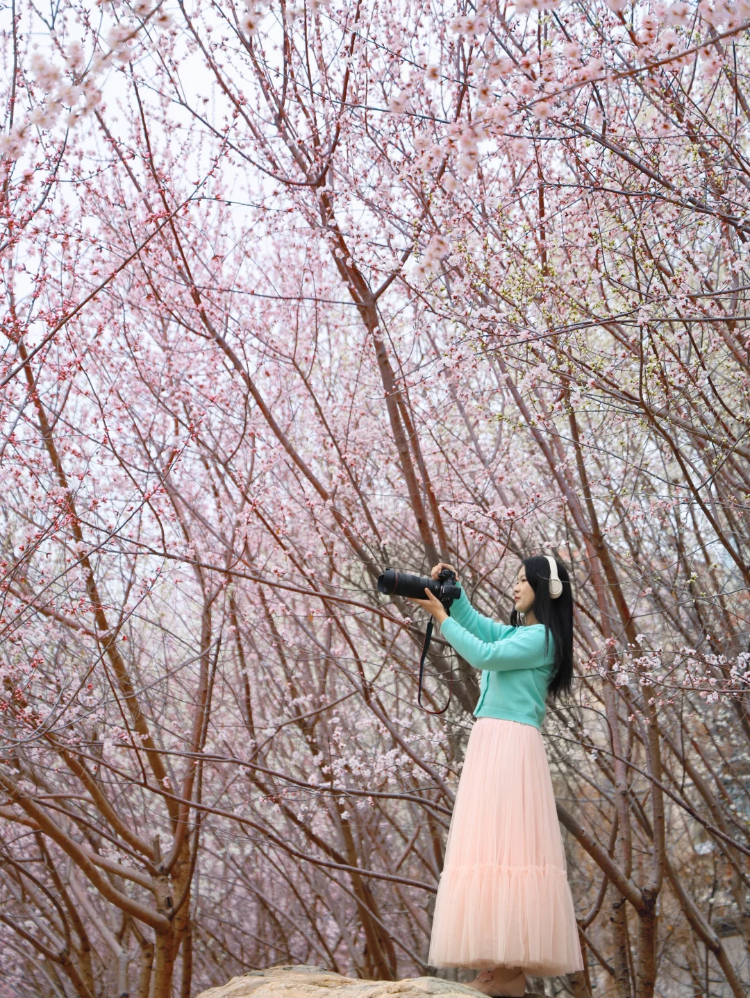 3.13西沽公园桃花神树上线🌸人少好拍