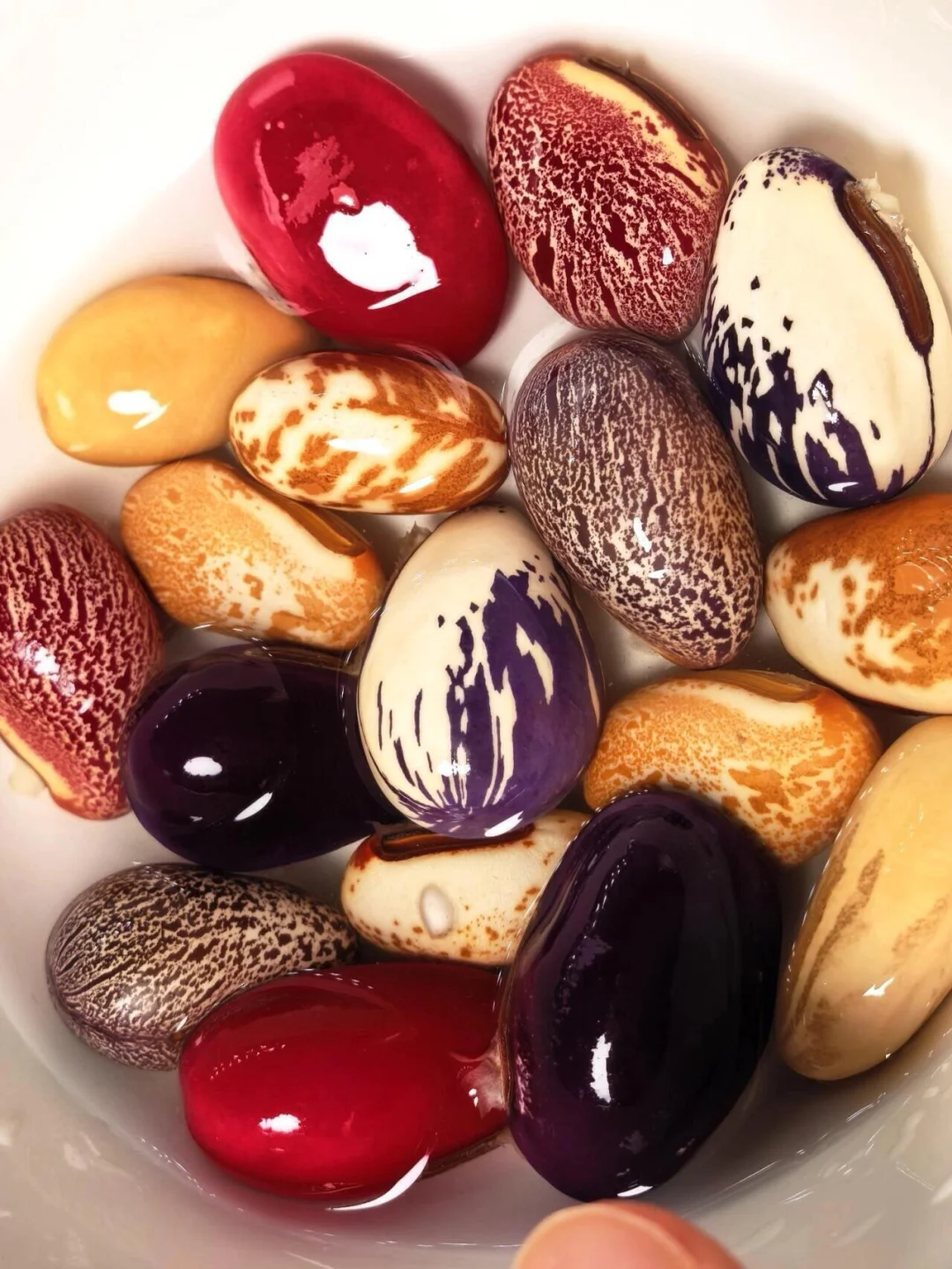 分享非洲刀豆！征集一个可以种菜的花友