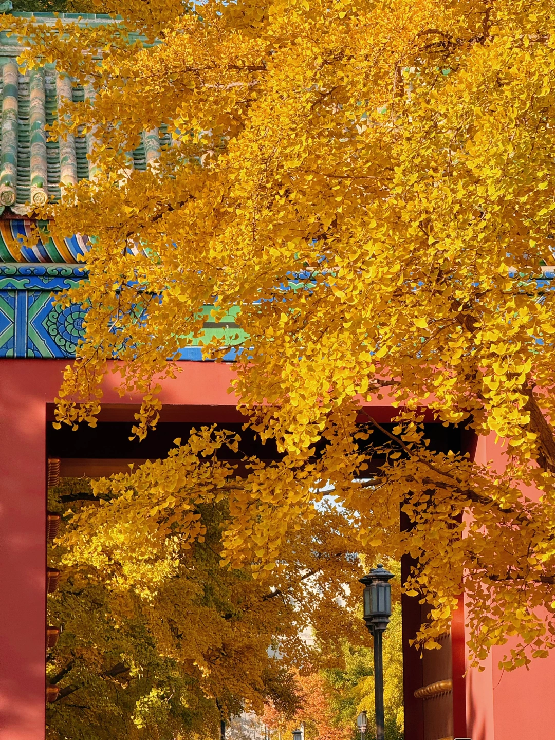 10.31实拍Live🍁地坛银杏已进入最美的时候