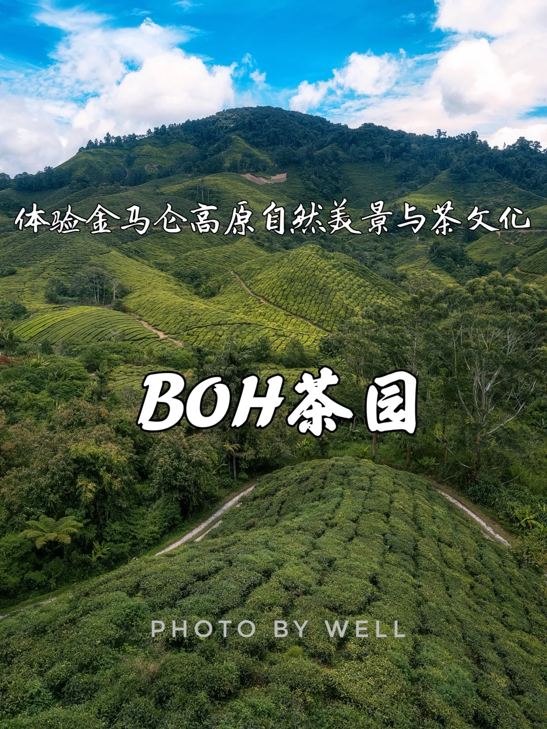 BOH茶园——体验金马仑高原自然美景与茶文化