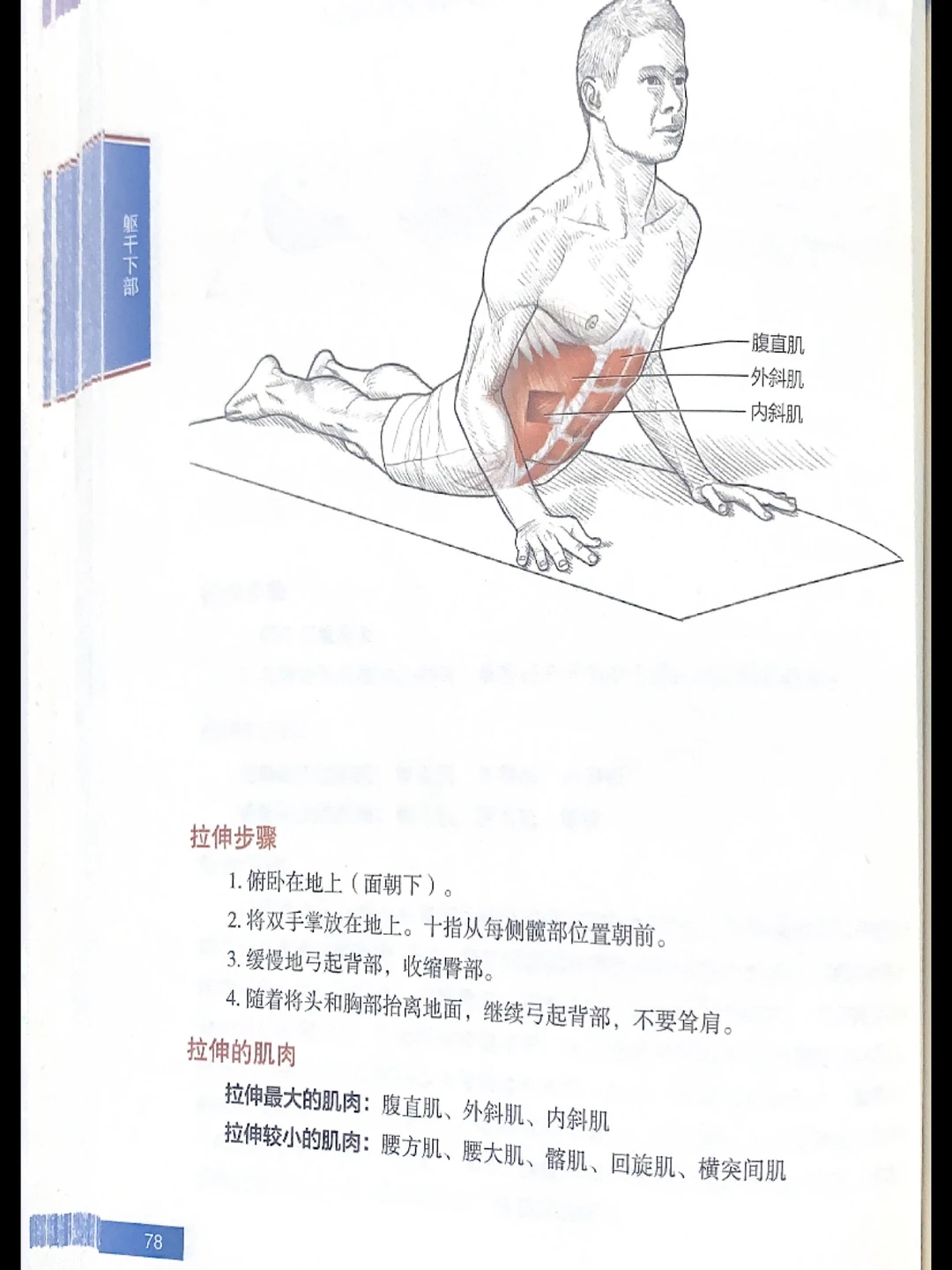 腹部赘肉如何减掉？｜拉伸运动训练