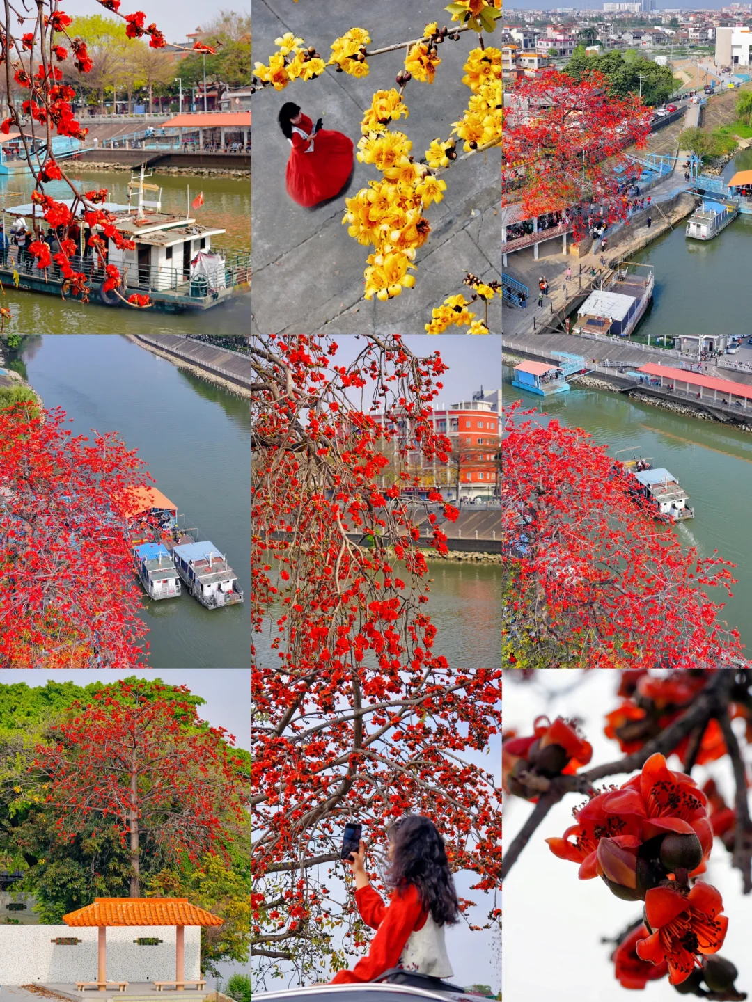 终于有人把勒北渡口赏木棉游说明白了