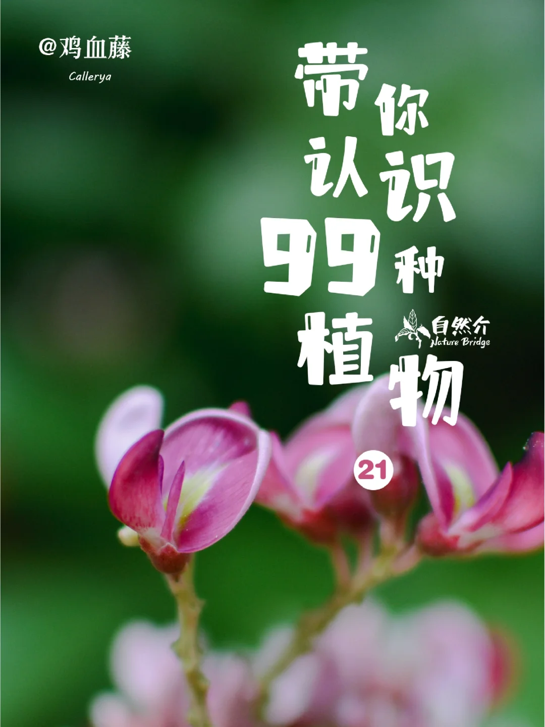 带孩子认识99种植物