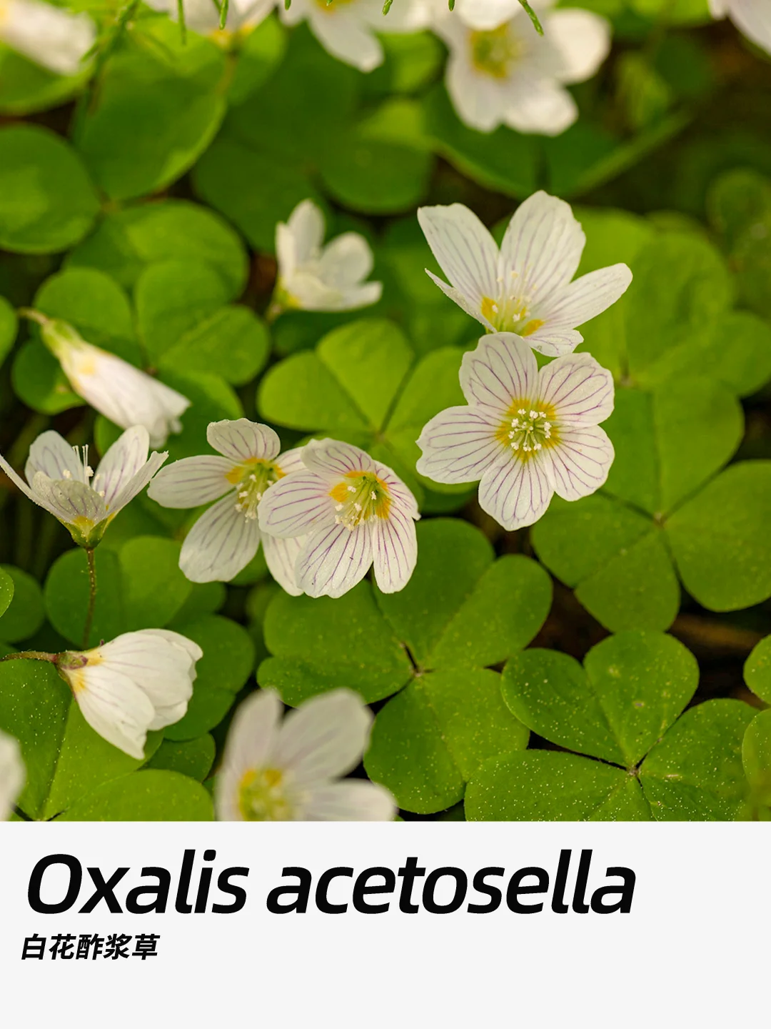 带你每天认识一种花材445｜白花酢浆草