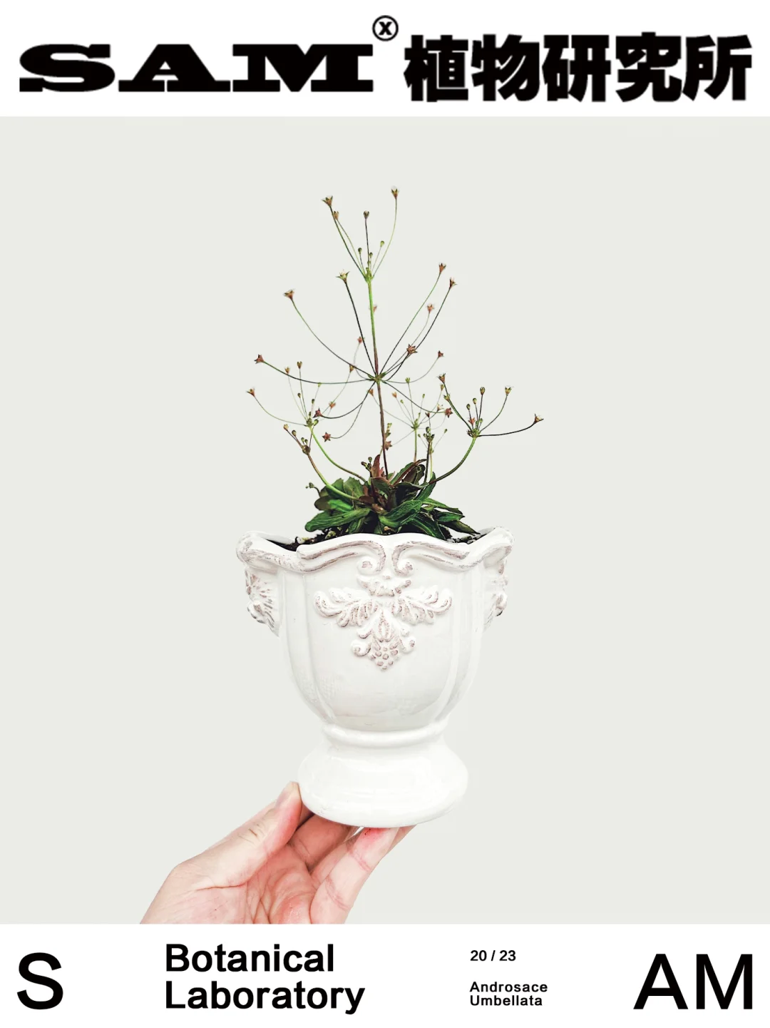 点地梅｜Androsace Umbellata (Lour.) Merr.