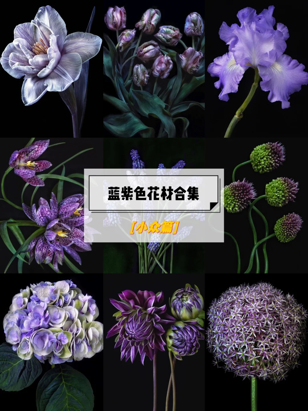 💙💜20种蓝紫色小众花材认识💟｜鲜花分享