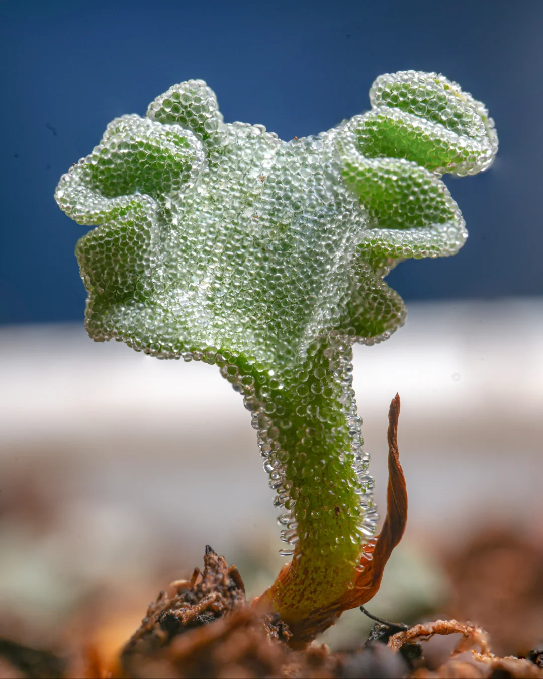 冰晶木耳！南非块根多肉 冰晶海带