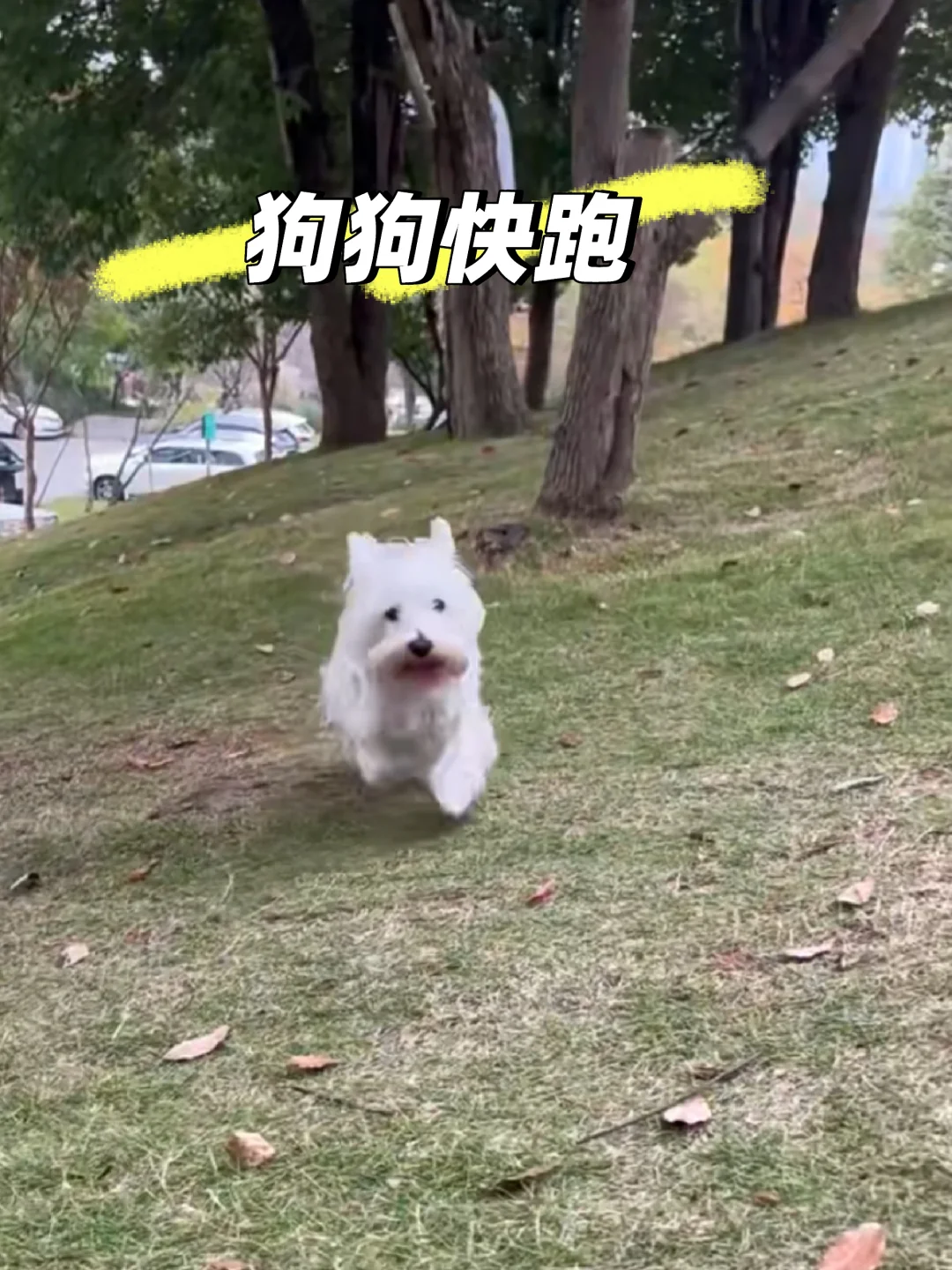 快乐小狗向你奔来