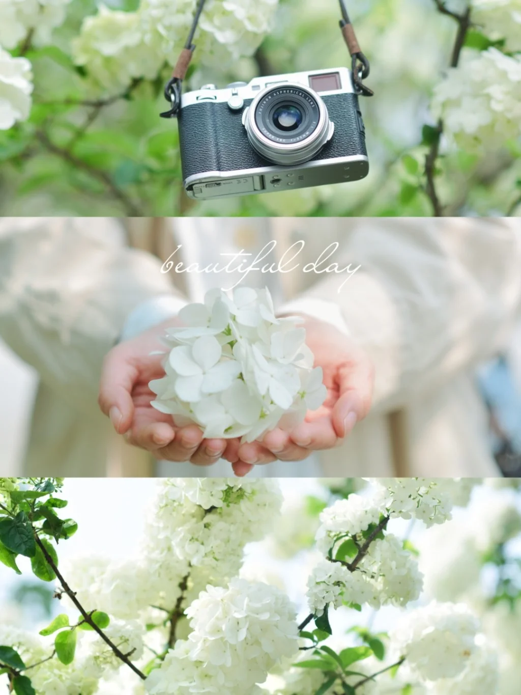 武汉私藏宝藏拍照地/邂逅一片绣球花海！