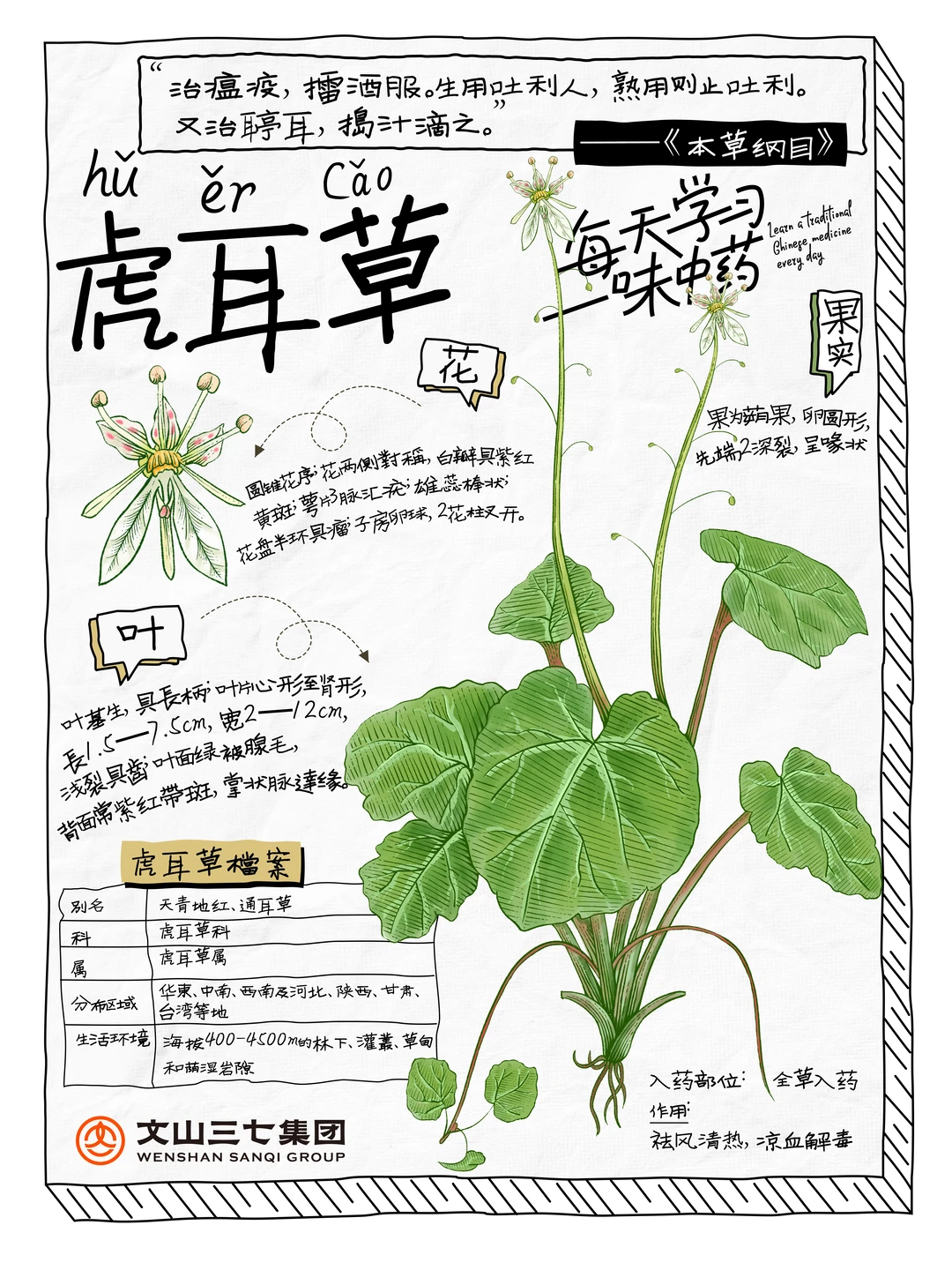 👉🏻每天学习一味中药｜虎耳草