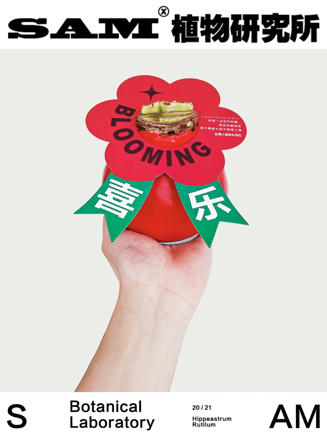 蜡封朱顶红｜Hippeastrum Rutilum