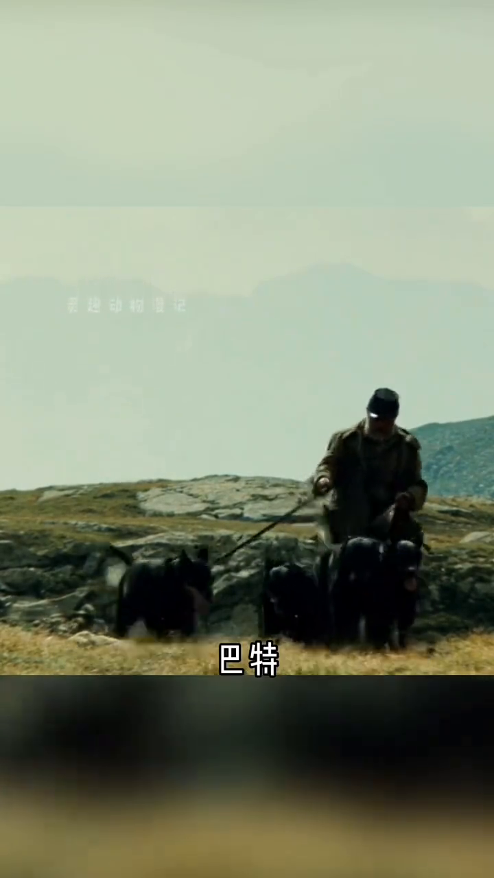 棕熊。
灵趣动物漫记。
交流结束后，巴特带着小熊宝继续踏上觅食的路。可偷猎者早已