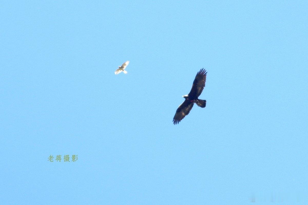 金雕 Aquila chrysaetos 鹰科，列入国家重点保护野生动物一级名录，2026年7月青海记录。 ​
