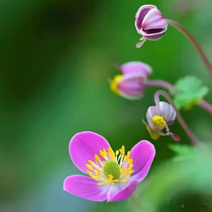 世间人心复杂，甜言蜜语背后藏刀子的现象比比皆是。那些口齿伶俐、处处讨好...