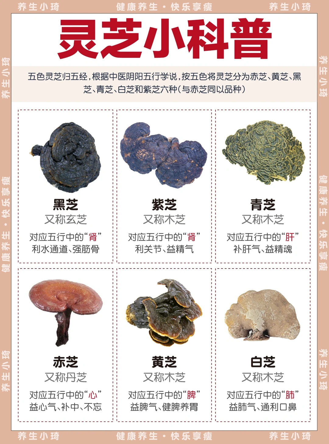 灵芝科普｜灵芝到底灵在哪？