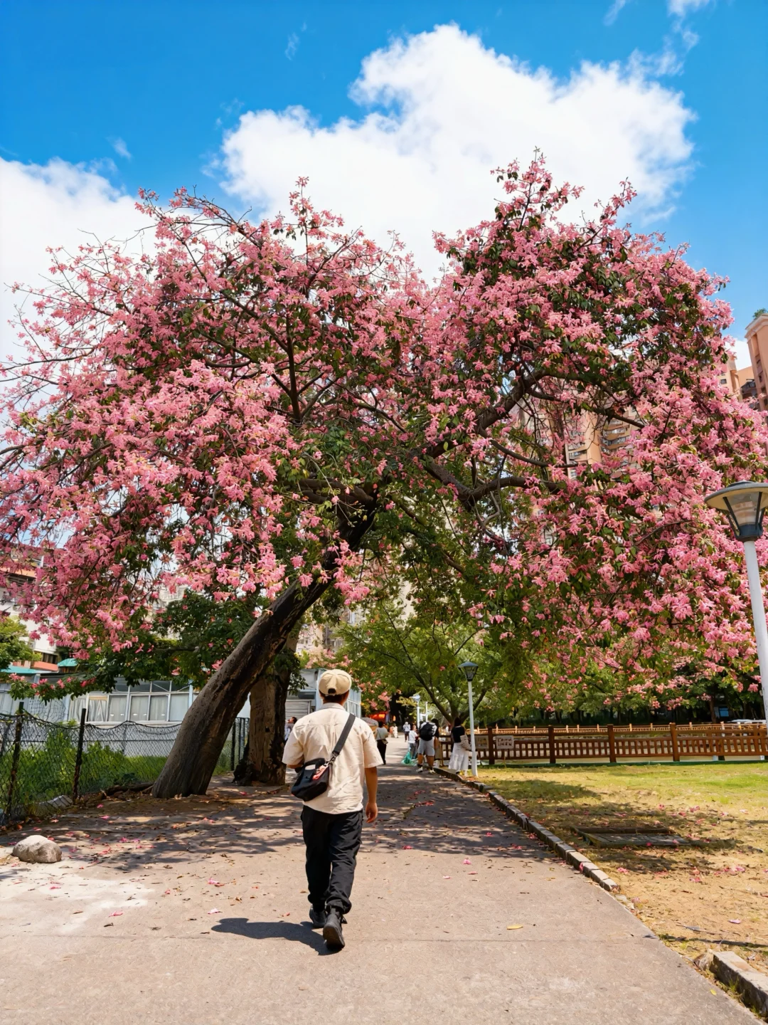 华师大的异木棉又开始啦🌸（11/17实拍）