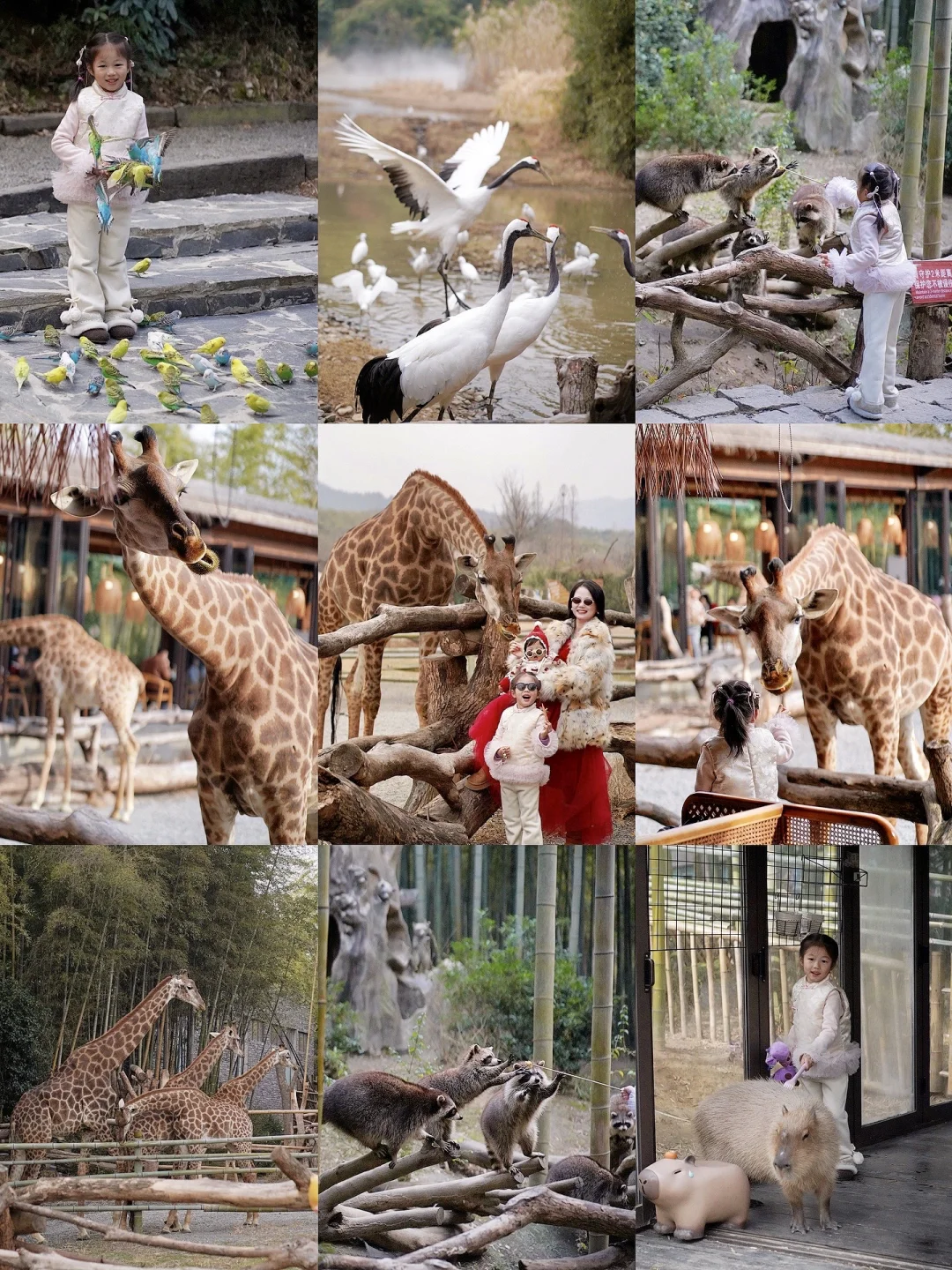 2天1晚亲子攻略｜和长颈鹿一起共进早餐🥣