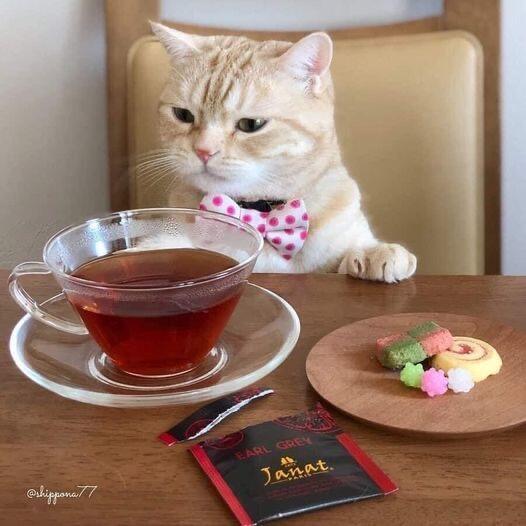 小猫美食家金秋壁纸大放送 ​​​