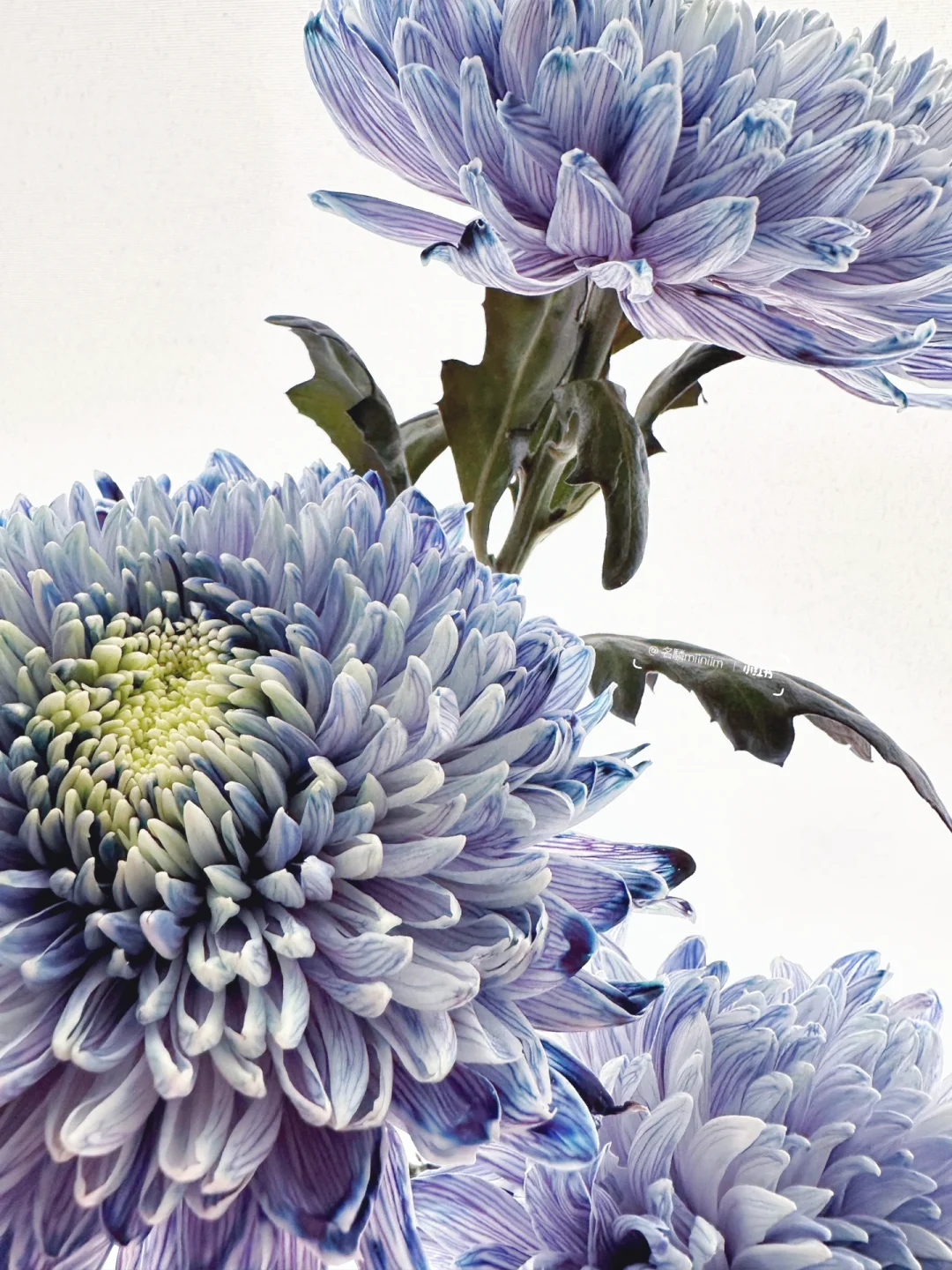 花材认识｜灰蓝色•安娜菊🔹