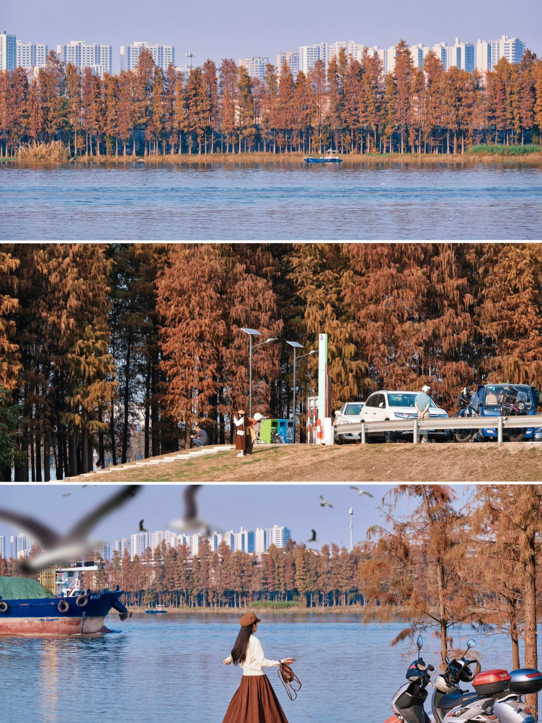 不是大理‼️佛山这片人少宝藏落羽杉巨出片‼️