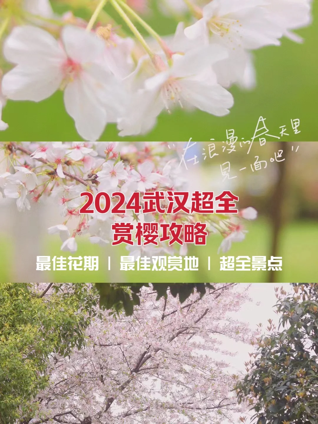 武汉3️⃣月的樱花季马上开始，超全攻略来了