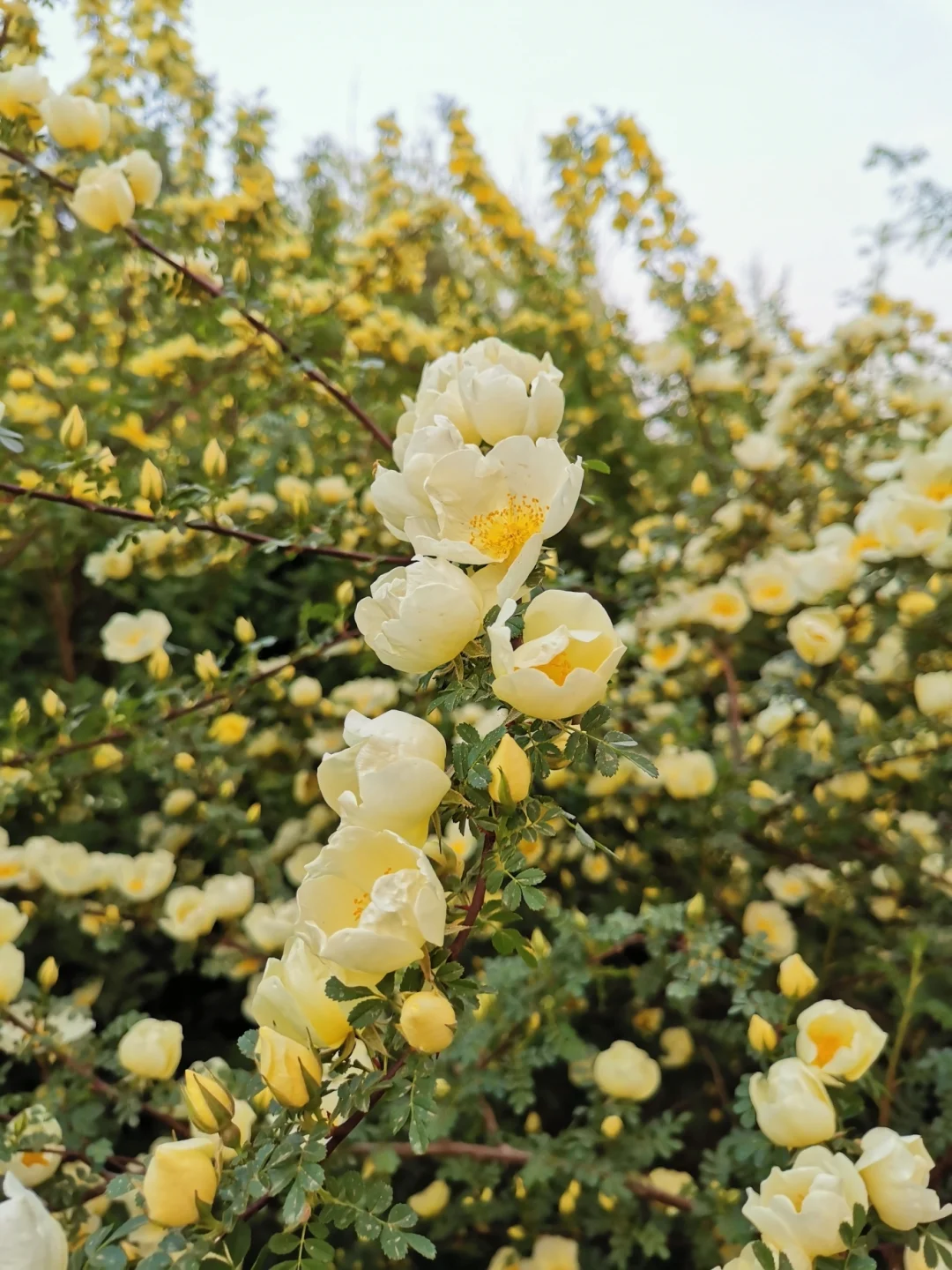 花团锦簇的黄刺梅