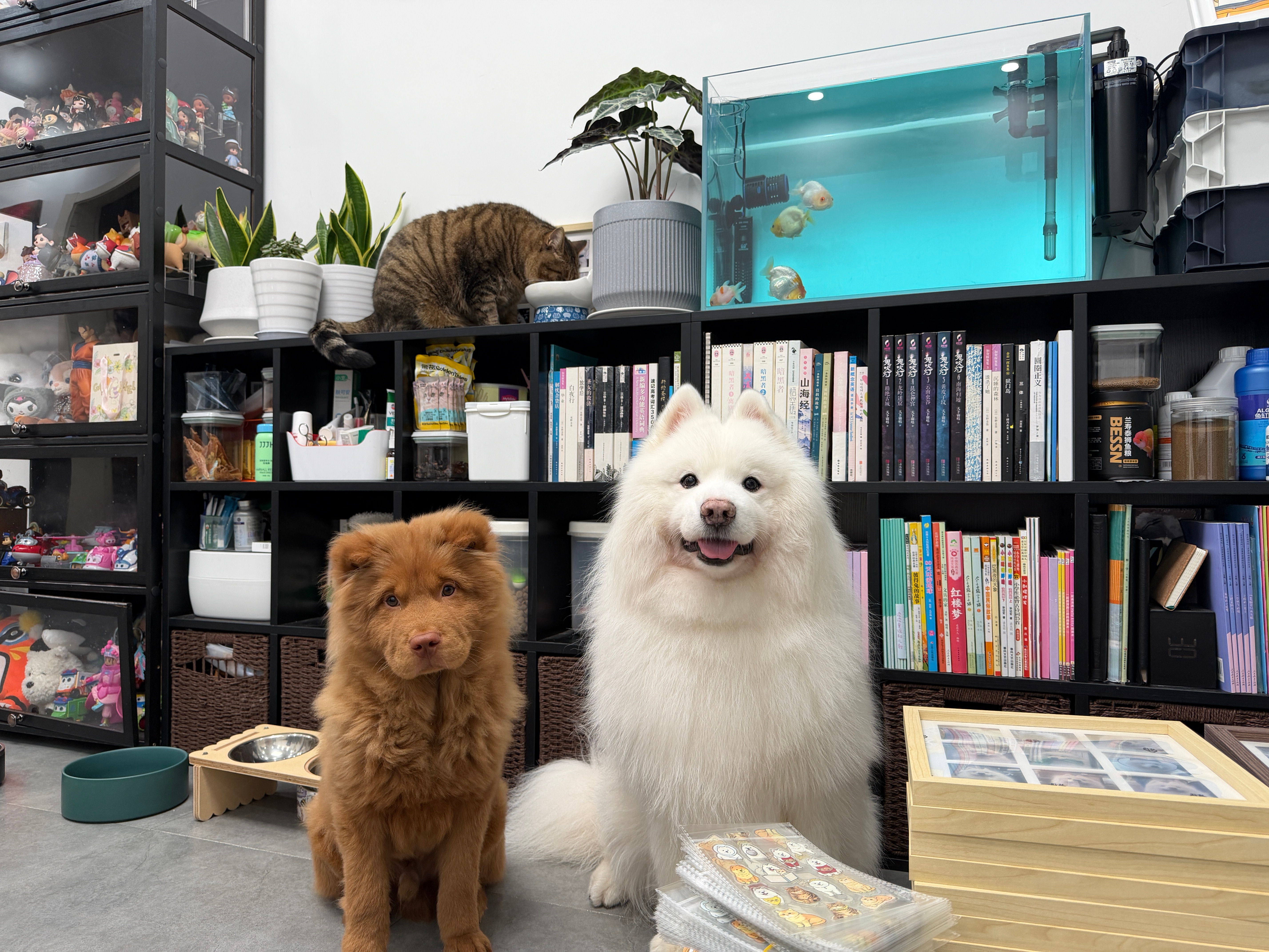 小羊又又又要去上海啦，小礼物已打包，我们明天下午6点30在E2馆。亚宠展 ​​​