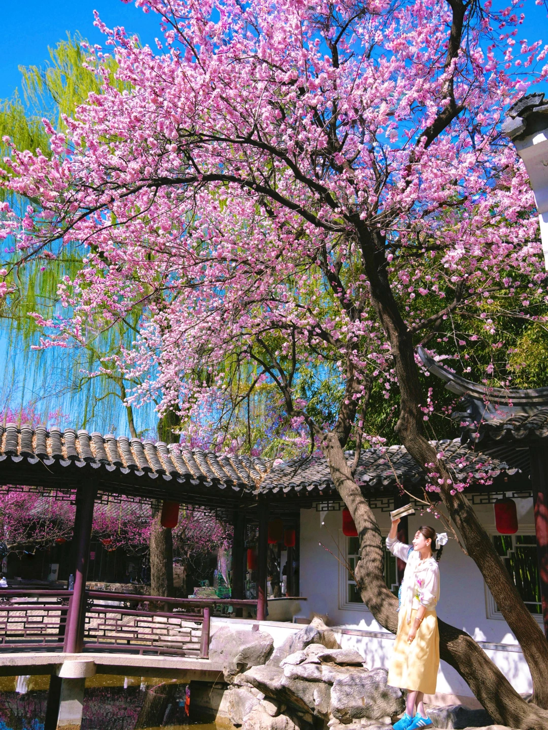 后来逢人便说，紫竹院的春天是人间仙品！！