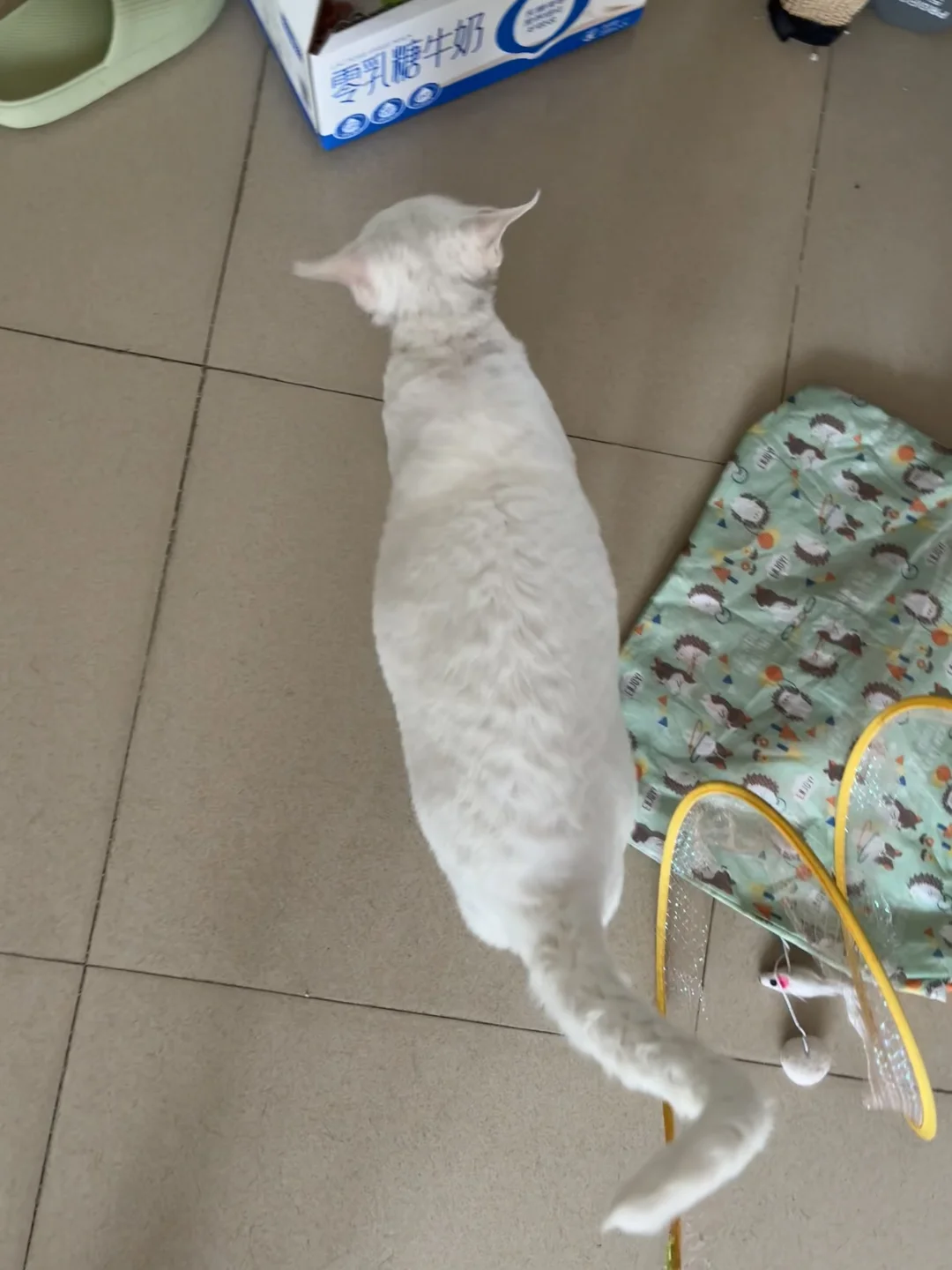 图图真瘦了，感谢冻干减肥大法