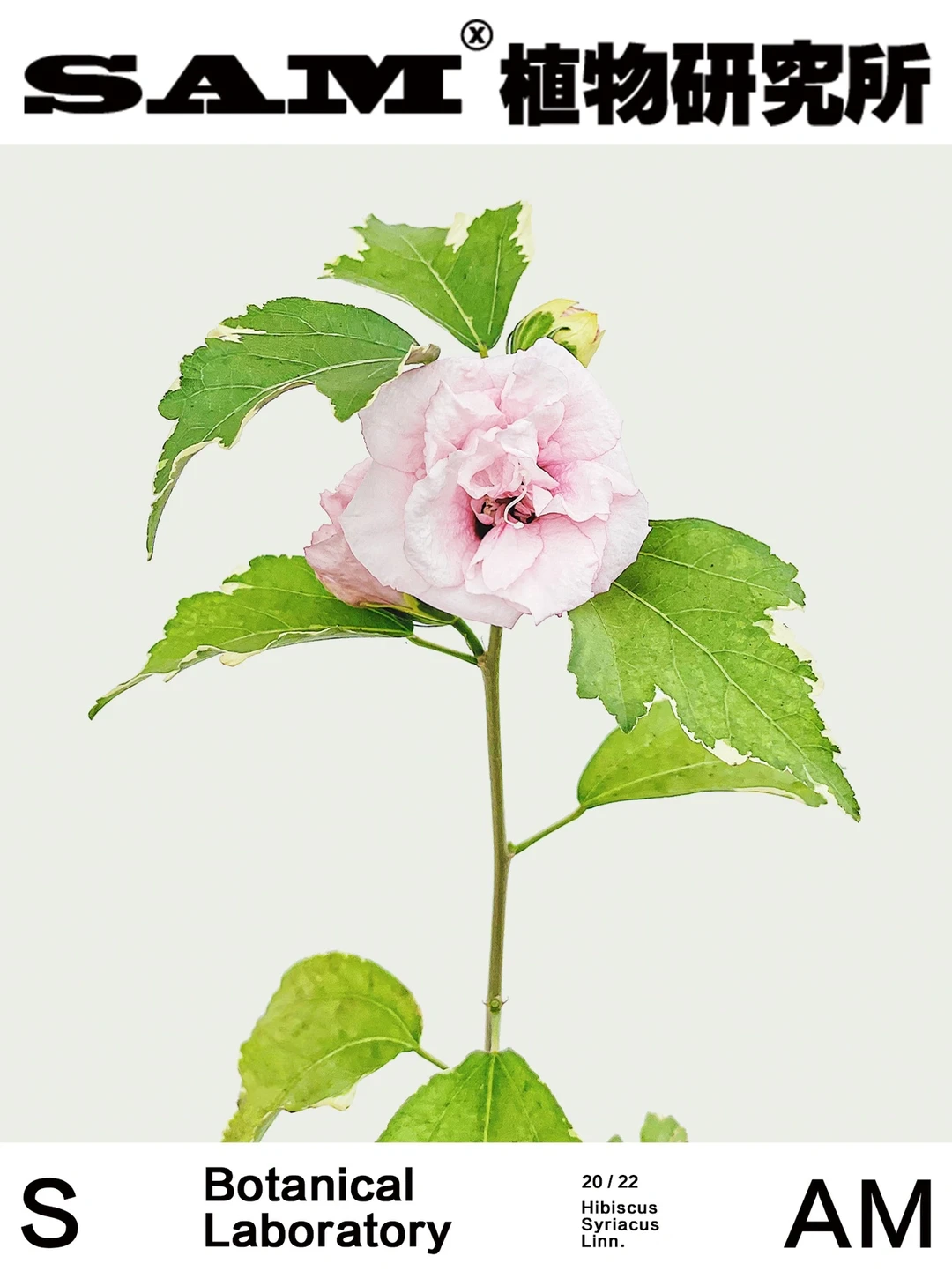 糖尖丨Hibiscus Syriacus Linn.