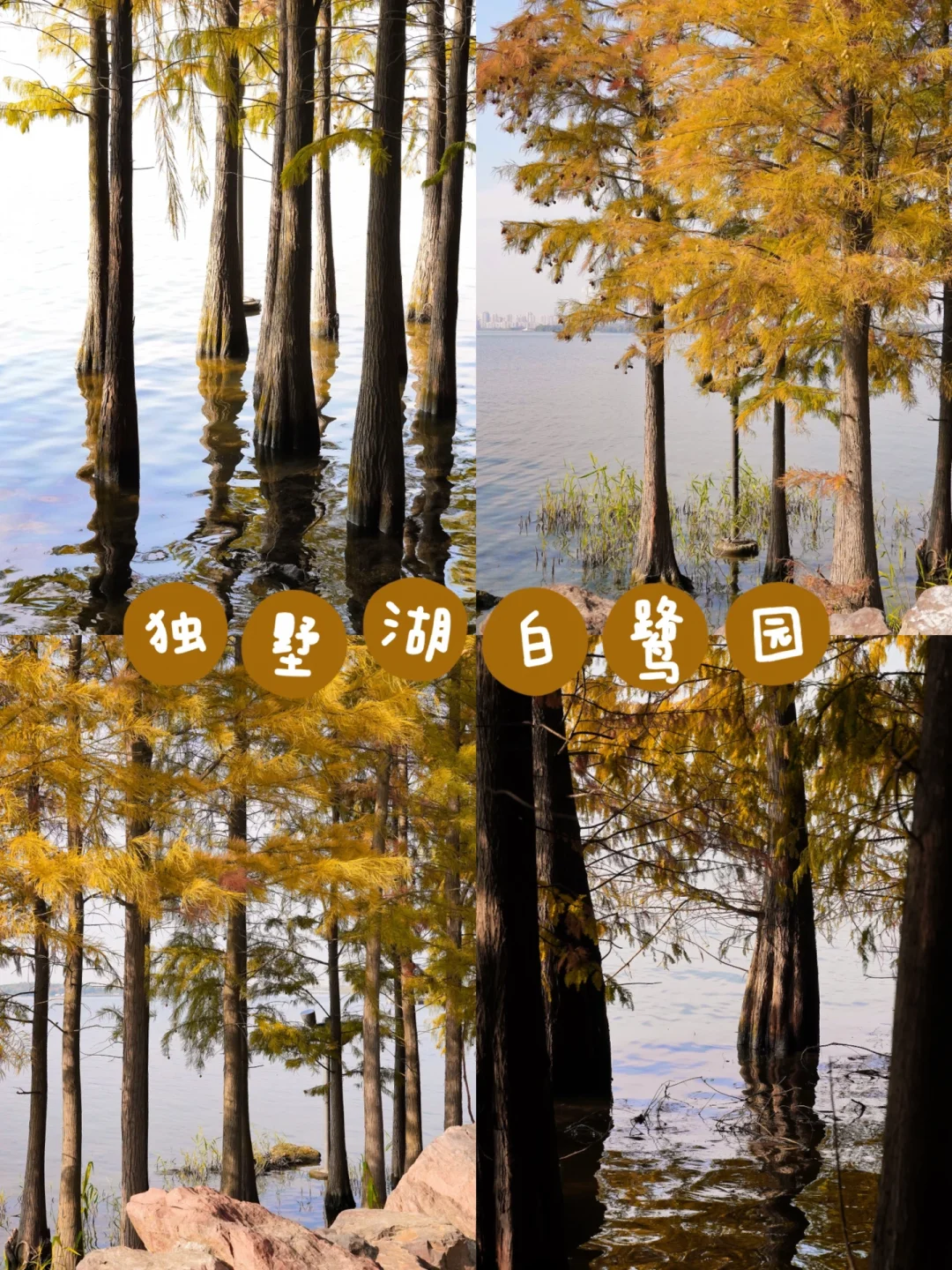 苏州秋日浪漫 | 白鹭园水杉林开始变色啦‼️