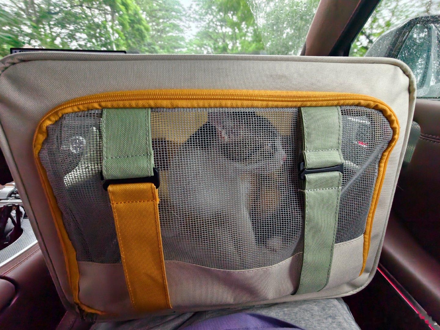 一大早把家里最皮的小三花猫送去绝育啦，它还是头一回坐车～叫个不停~

还好坦克700副驾空间够宽敞，能直接把笼子放腿上抱着，还能好好安抚下它情绪。

就是有点担心，回来之后会不会记仇恨我呀？[喵喵][喵喵] ​