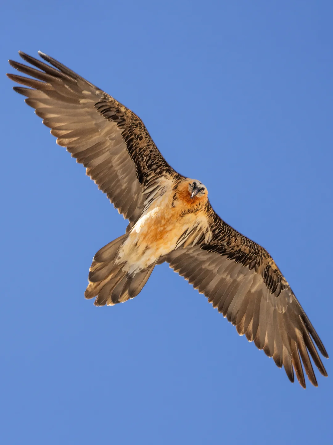 与胡兀鹫的近距离对视！