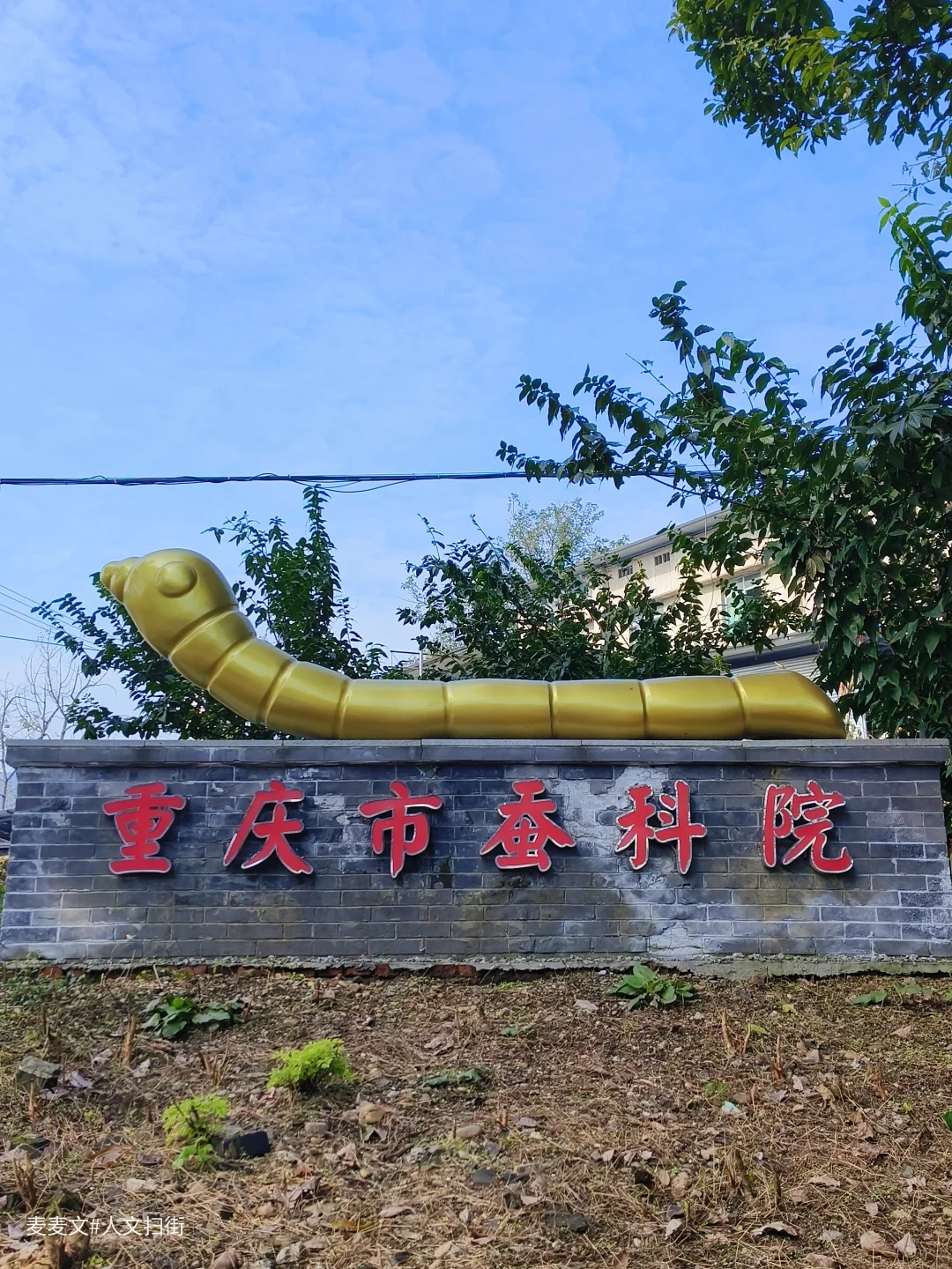 【北碚】重庆市蚕科院的90年时光故事