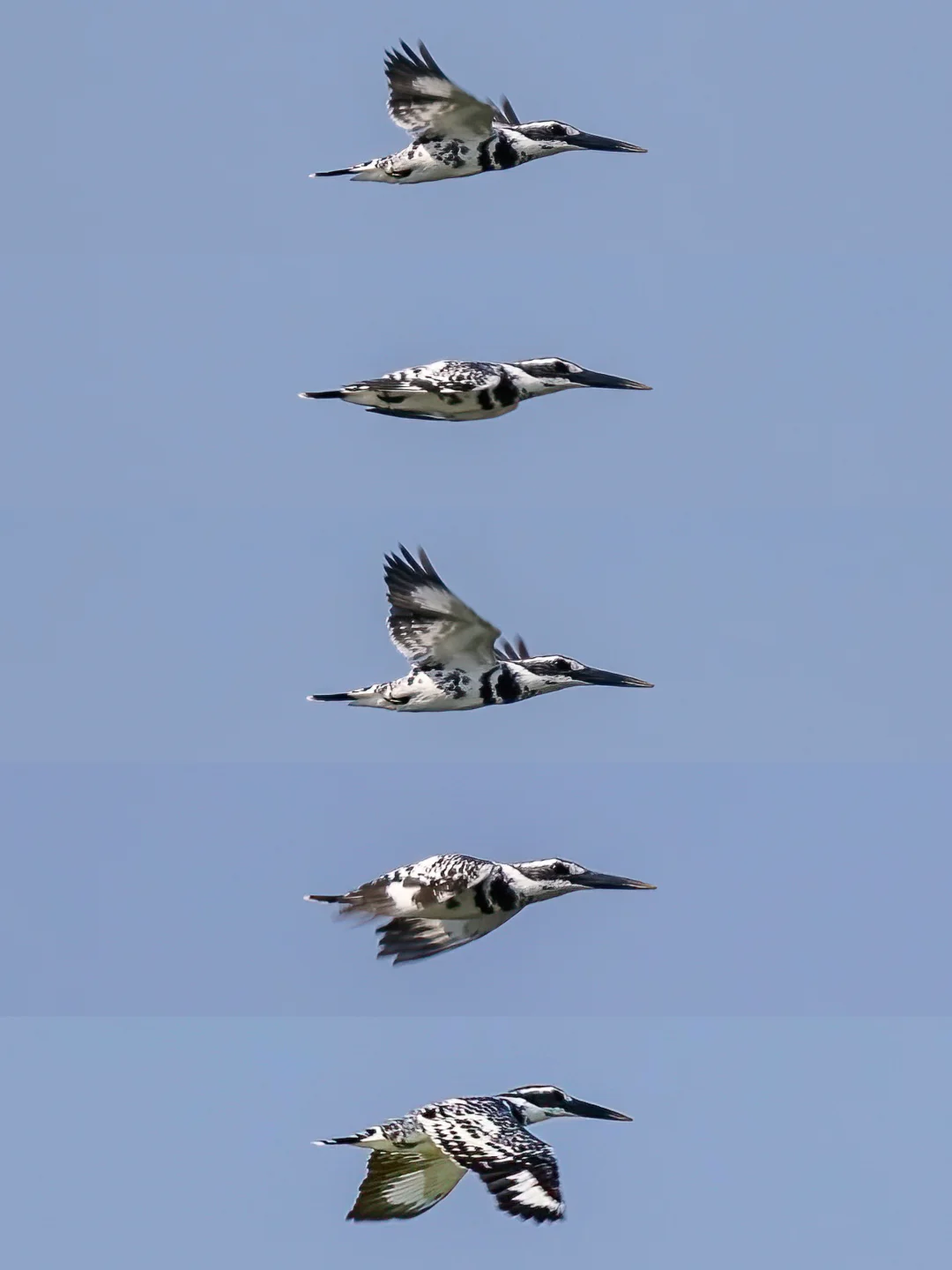 港深共享的两只斑鱼狗