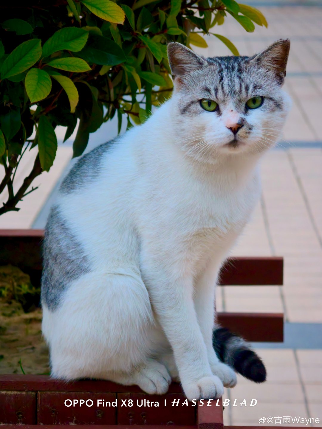 #老黑的日常随拍##猫咪摄影[超话]##oppo超影像##oppo# 
还是给小猫拍了张证件照。 ​