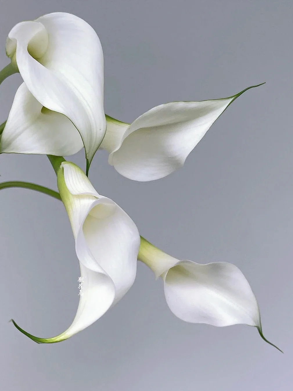 白色海芋｜仰卧是春天的姿态