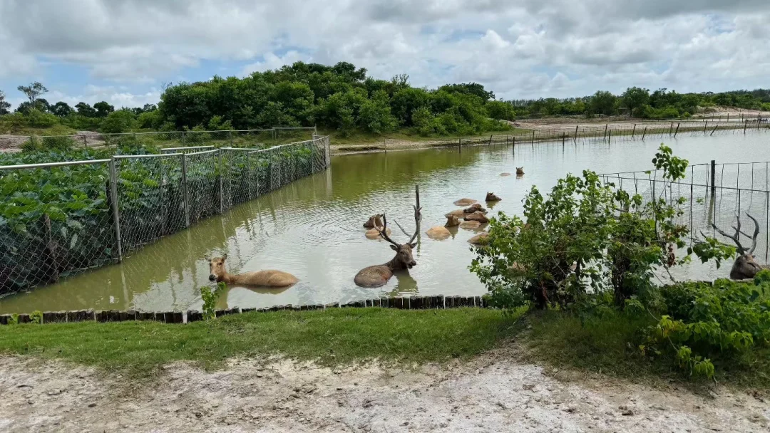 风吹草地见麋鹿🦌