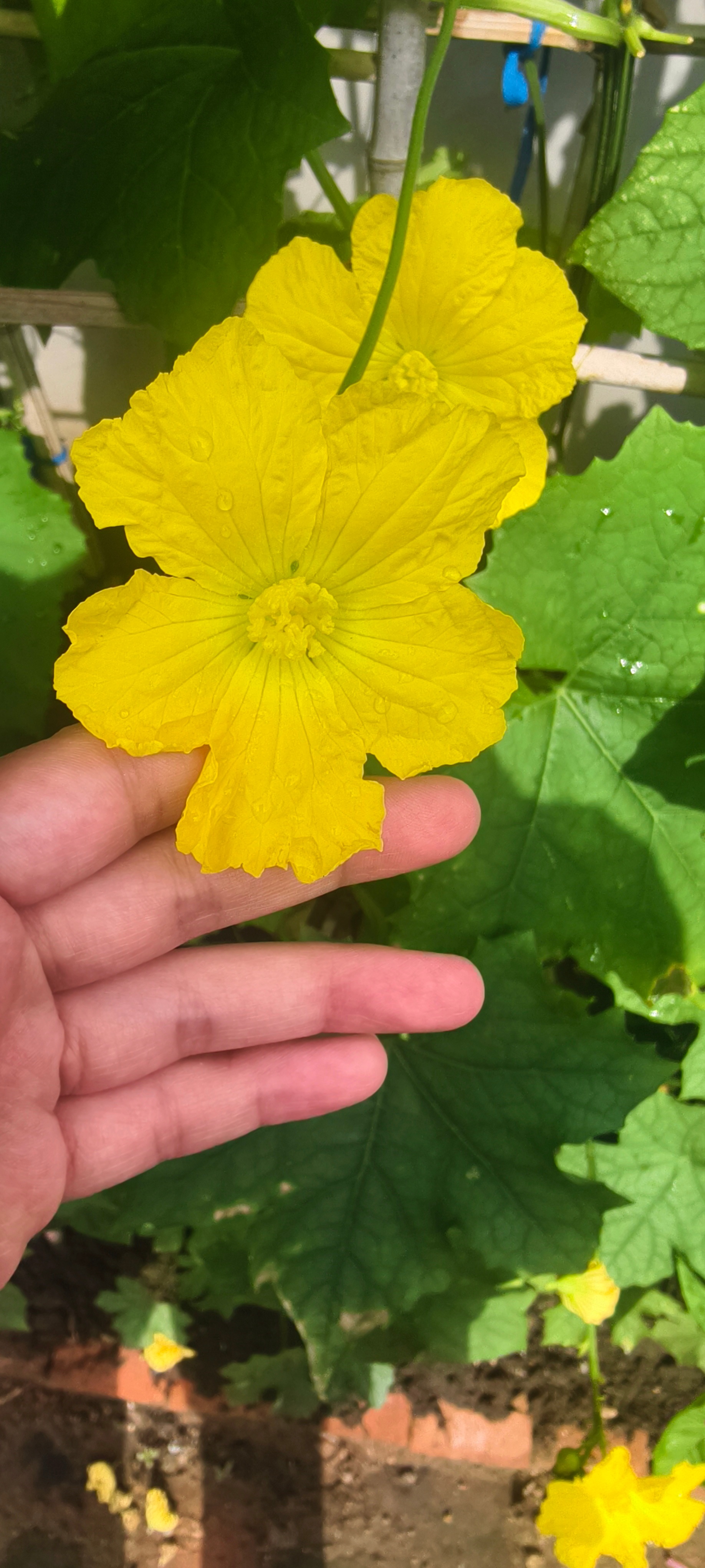 雨后菜藤都精神了 ​​​