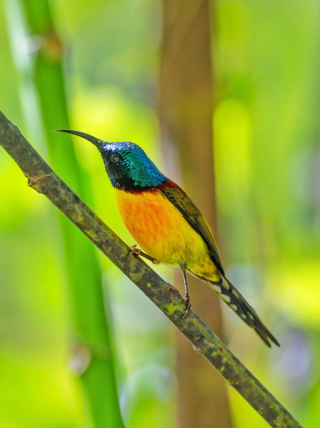 绿喉太阳鸟美得让人惊叹