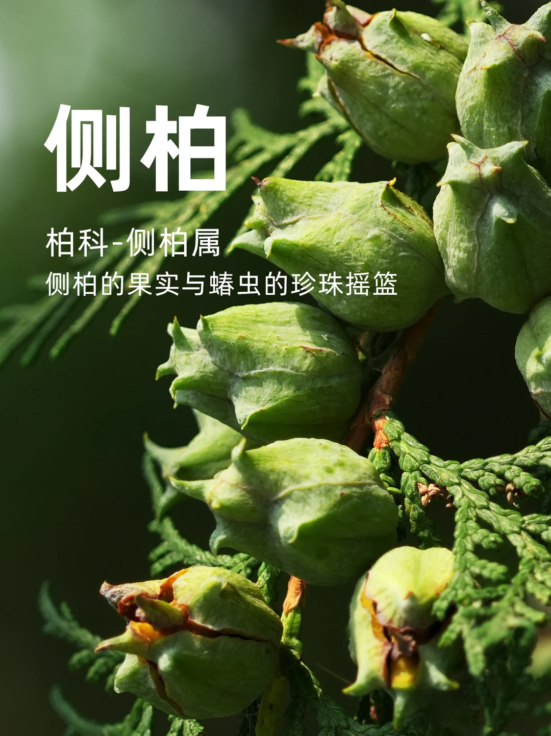 侧柏的果实与蝽虫的珍珠摇篮