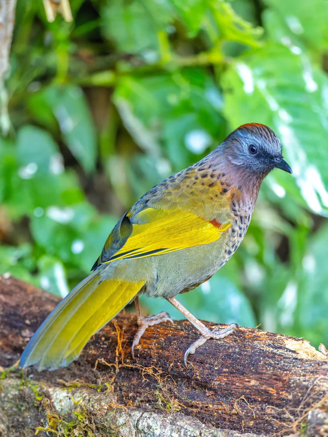 金翅噪鹛的翅膀像是镀了金箔