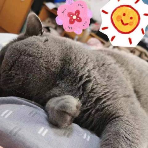 毛孩子们的乌托邦