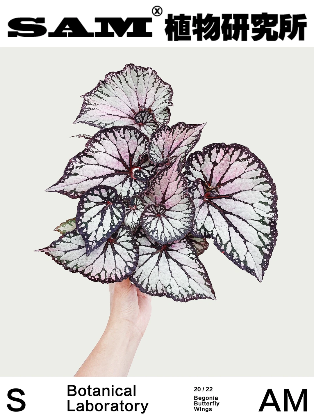 蝶衣秋海棠｜Begonia Butterfly Wings
