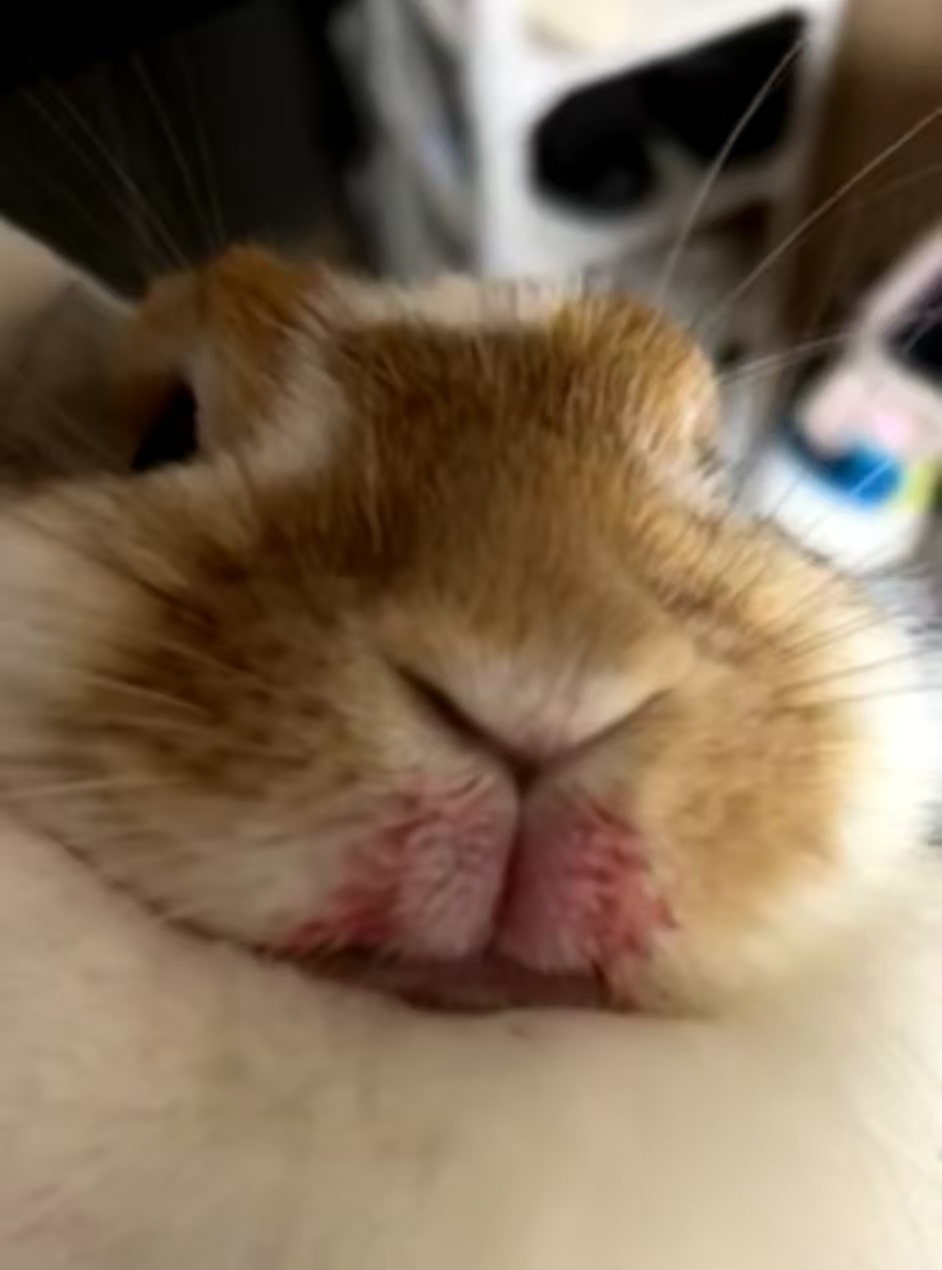 孩子吃半个樱桃吃美了 ​​​