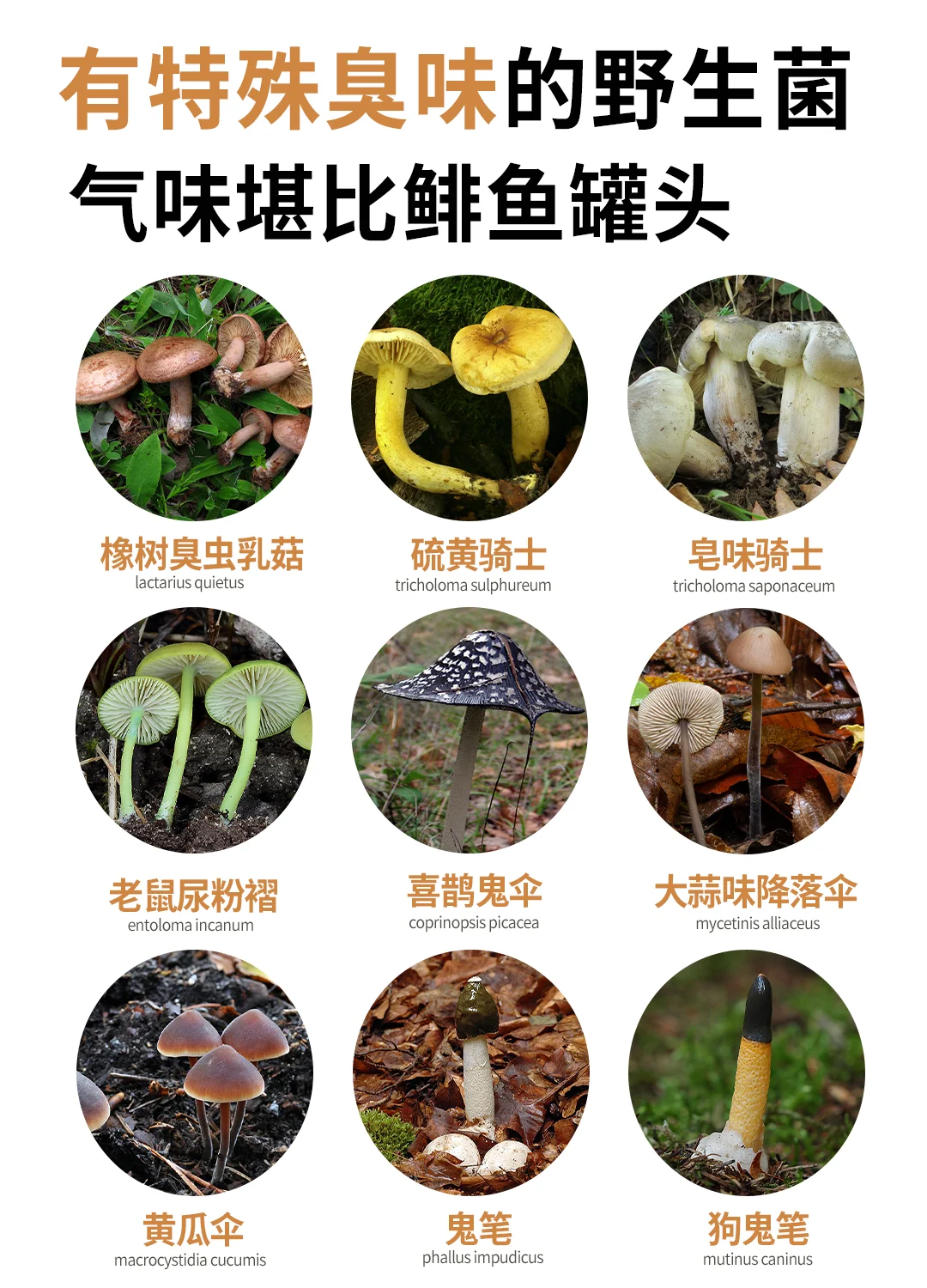 你敢闻吗？这些气味堪比鲱鱼罐头的野生菌