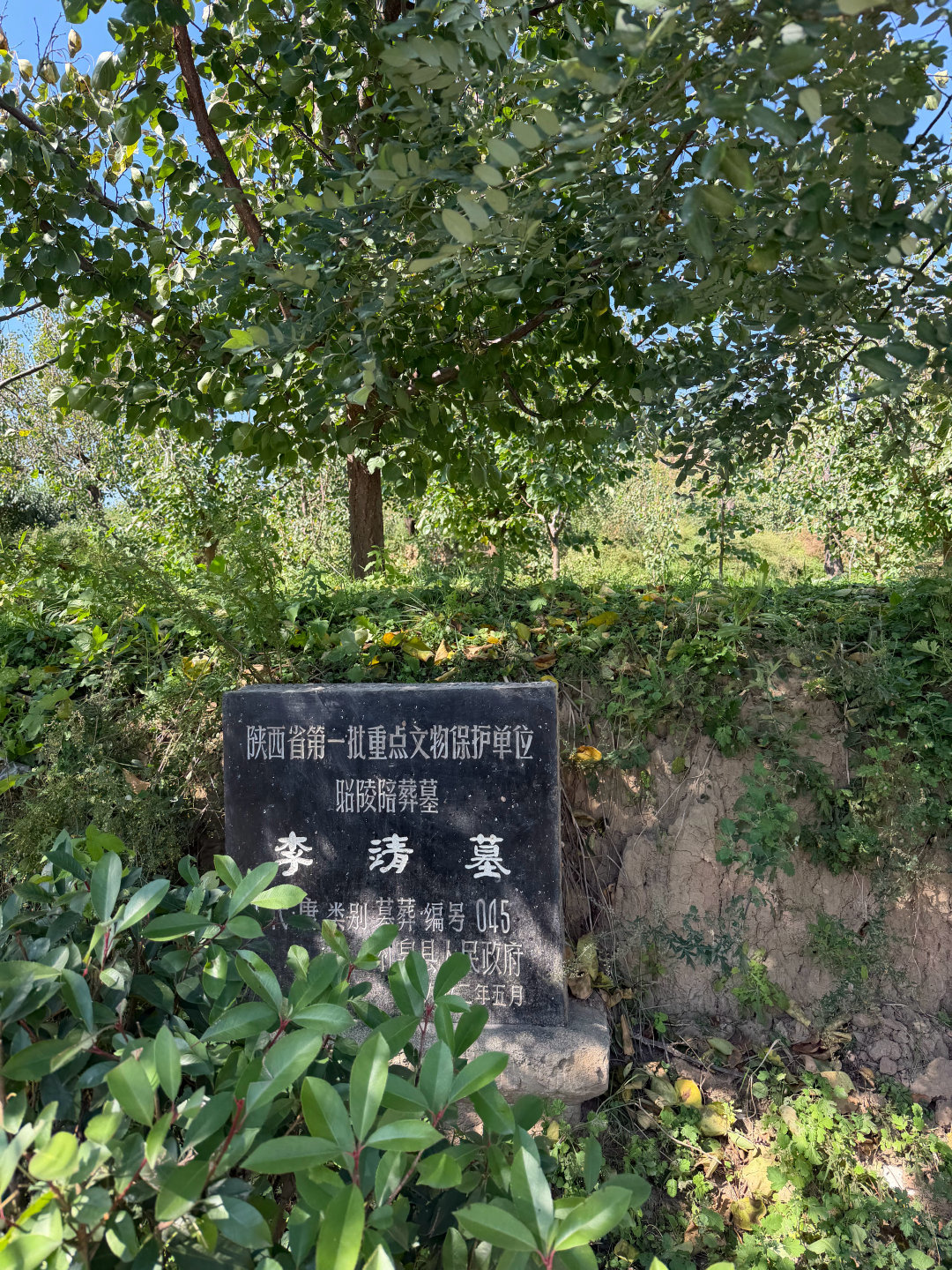 来看战神李靖了，根本看不见封土因为全是果树，买了俩上面长出来的苹果吃 ​