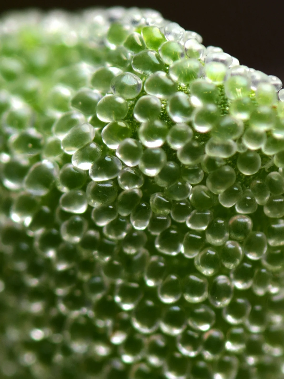 冰晶海带E.titanopsoides